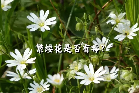 繁缕花是否有毒？