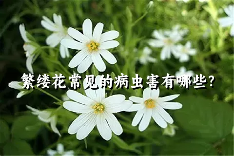 繁缕花常见的病虫害有哪些？