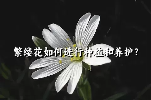 繁缕花如何进行种植和养护？