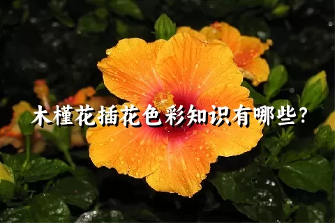 木槿花插花色彩知识有哪些？