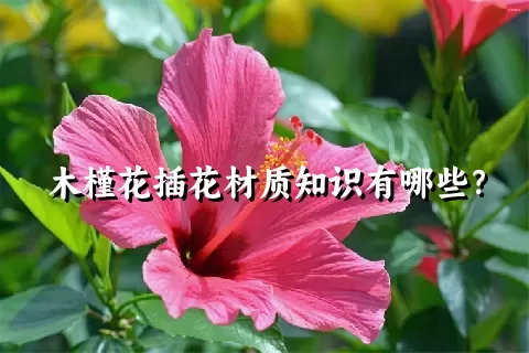 木槿花插花材质知识有哪些？