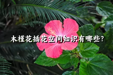 木槿花插花空间知识有哪些？