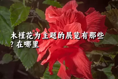 木槿花为主题的展览有那些？在哪里