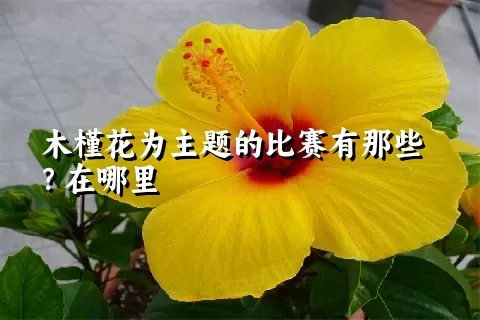 木槿花为主题的比赛有那些？在哪里