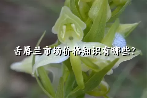 舌唇兰市场价格知识有哪些？