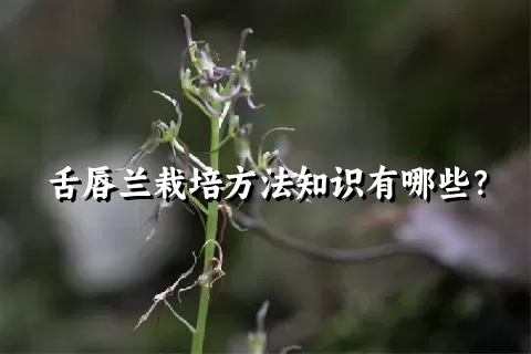 舌唇兰栽培方法知识有哪些？
