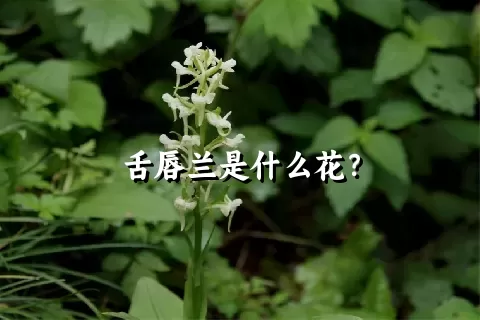 舌唇兰是什么花？