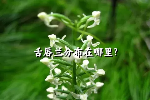 舌唇兰分布在哪里?