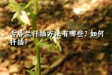 舌唇兰扦插方法有哪些？如何扦插？