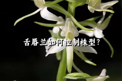 舌唇兰如何控制株型？