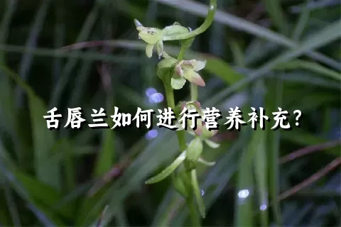 舌唇兰如何进行营养补充？