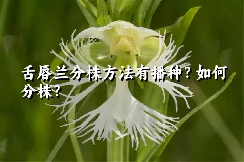 舌唇兰分株方法有播种？如何分株？
