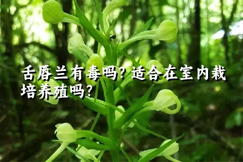 舌唇兰有毒吗？适合在室内栽培养殖吗？