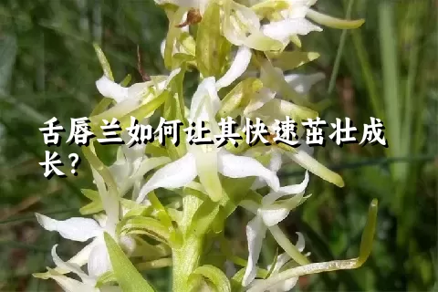 舌唇兰如何让其快速茁壮成长？