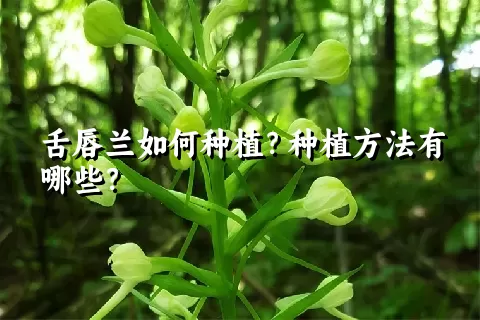 舌唇兰如何种植？种植方法有哪些？