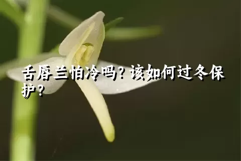 舌唇兰怕冷吗？该如何过冬保护？
