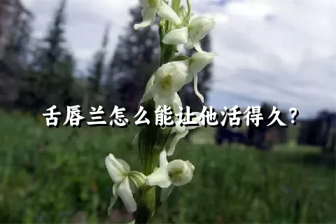 舌唇兰怎么能让他活得久？