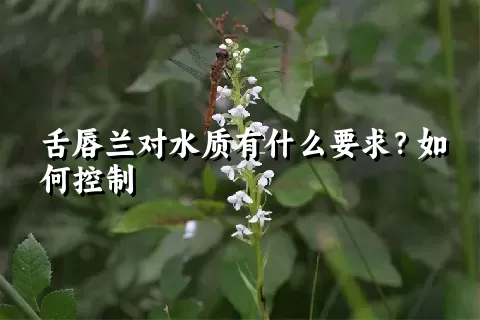 舌唇兰对水质有什么要求？如何控制