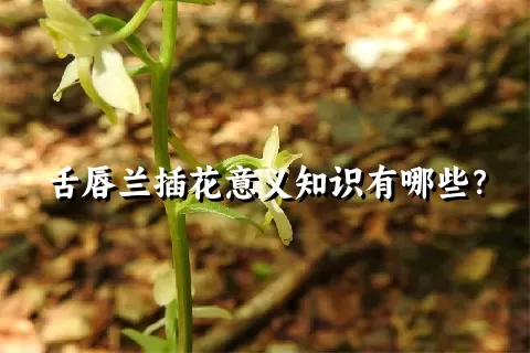 舌唇兰插花意义知识有哪些？