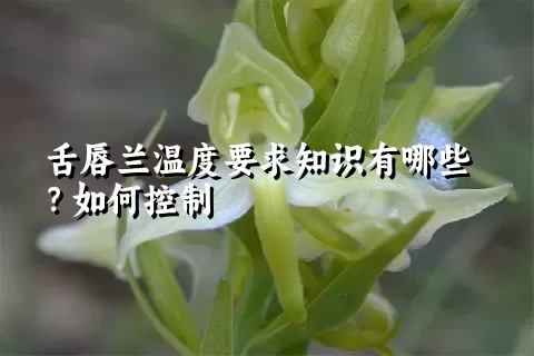 舌唇兰温度要求知识有哪些？如何控制