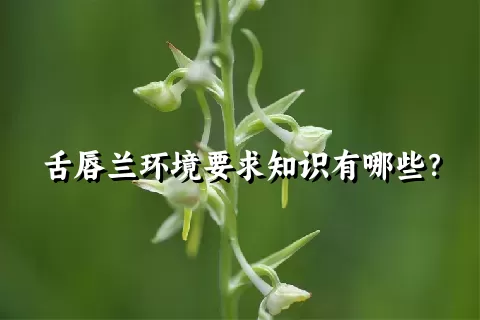 舌唇兰环境要求知识有哪些？