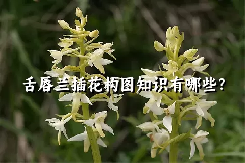 舌唇兰插花构图知识有哪些？