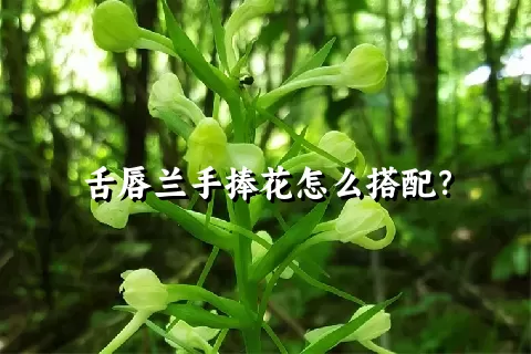 舌唇兰手捧花怎么搭配？
