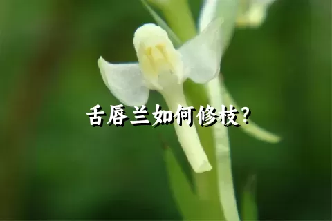 舌唇兰如何修枝？