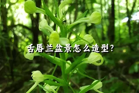 舌唇兰盆景怎么造型？