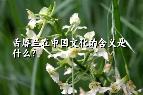 舌唇兰在中国文化的含义是什么？