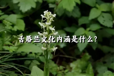 舌唇兰文化内涵是什么？