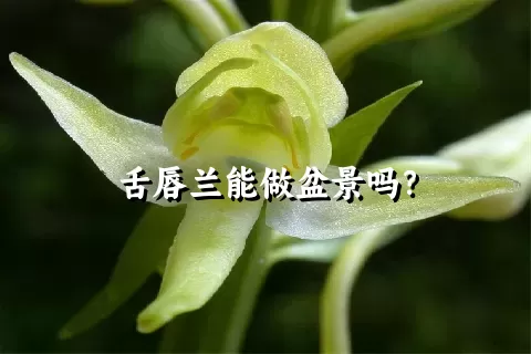 舌唇兰能做盆景吗？