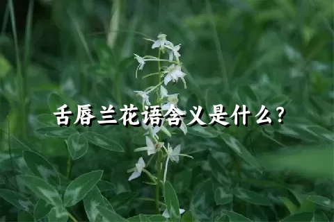 舌唇兰花语含义是什么？