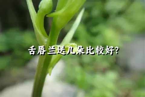 舌唇兰送几朵比较好？