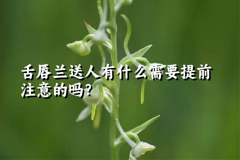 舌唇兰送人有什么需要提前注意的吗？