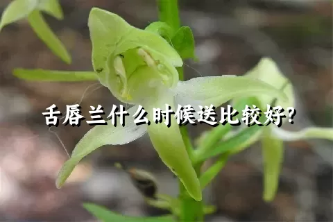 舌唇兰什么时候送比较好？