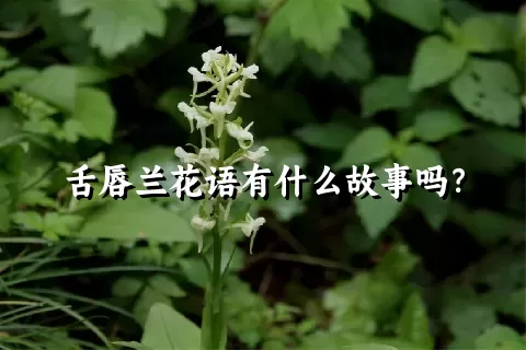 舌唇兰花语有什么故事吗？