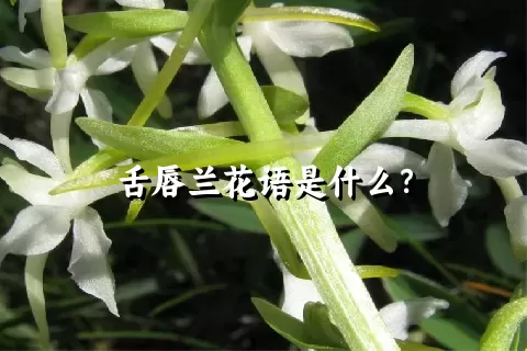 舌唇兰花语是什么？