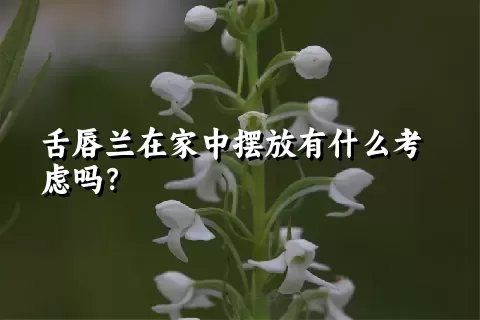 舌唇兰在家中摆放有什么考虑吗？