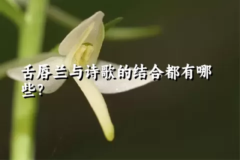 舌唇兰与诗歌的结合都有哪些？