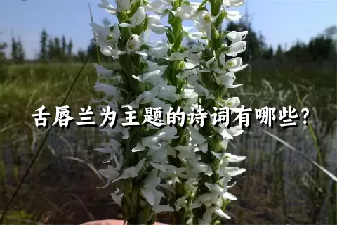 舌唇兰为主题的诗词有哪些？