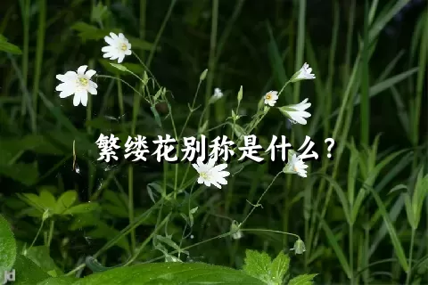 繁缕花别称是什么？