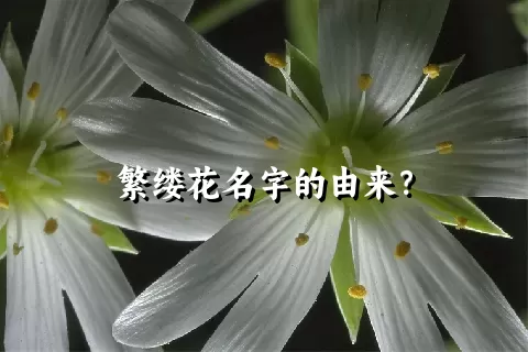 繁缕花名字的由来？