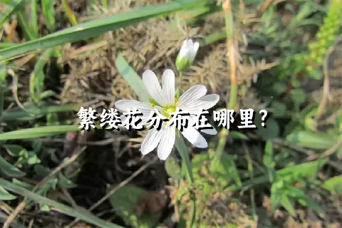 繁缕花分布在哪里?