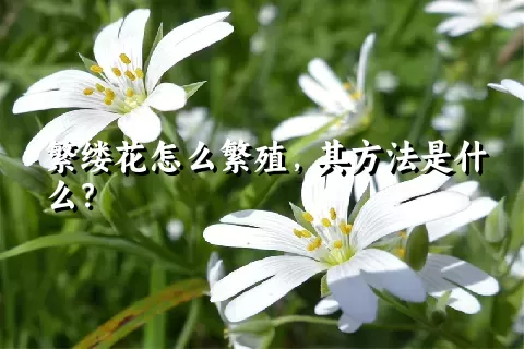 繁缕花怎么繁殖，其方法是什么？