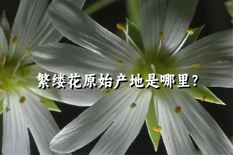 繁缕花原始产地是哪里？