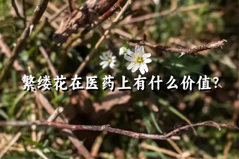 繁缕花在医药上有什么价值？