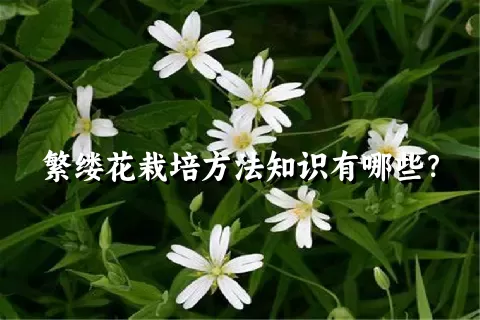 繁缕花栽培方法知识有哪些？
