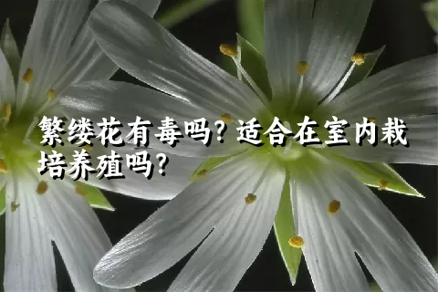 繁缕花有毒吗？适合在室内栽培养殖吗？