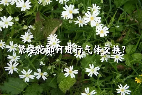 繁缕花如何进行气体交换？